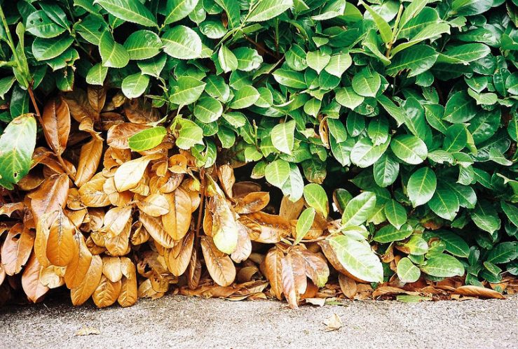 15472875796_fdd676dd6d_c