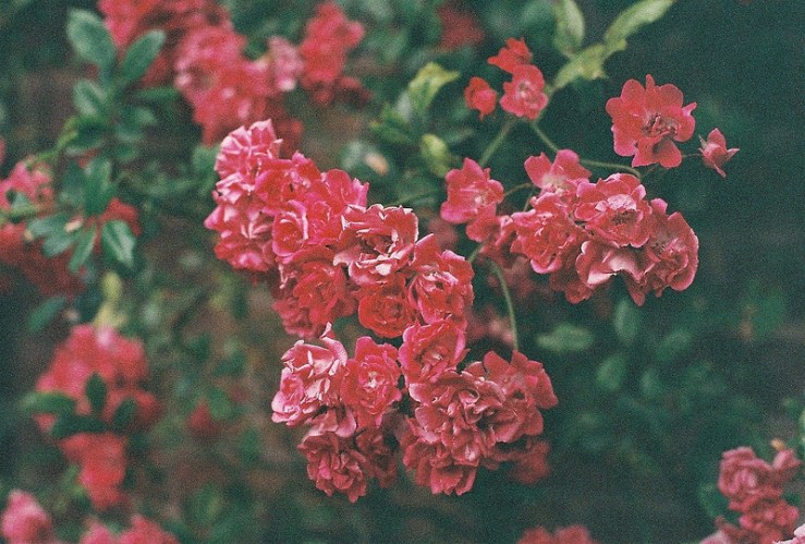 20333882150_d03f68ffaf_c