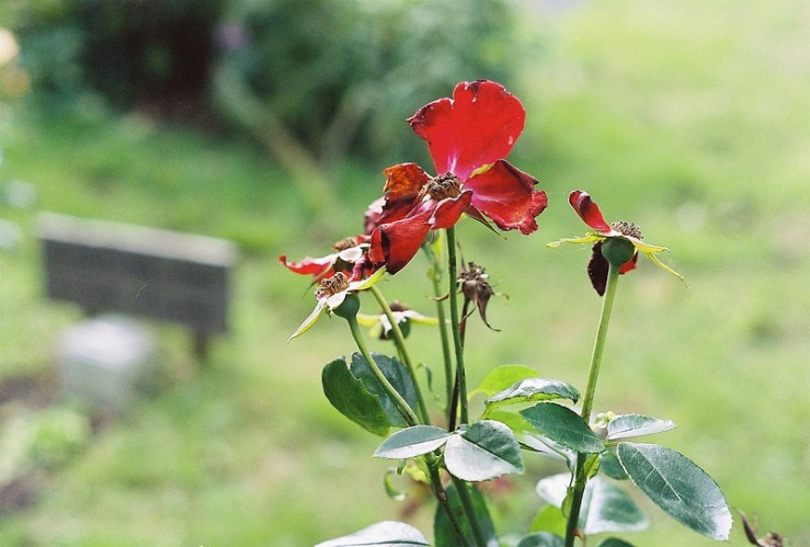 21853269418_98f5e6e605_c