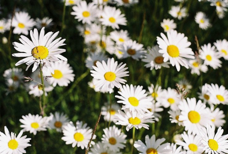 18776560278_25beabd0d1_c