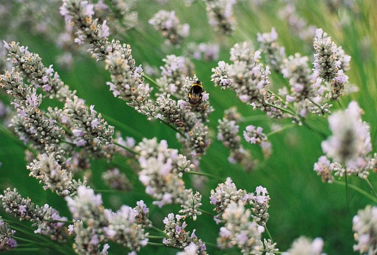 22656475106_7ce2dd6ddf_c