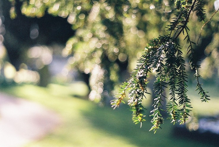 26091156760_c106afb7ed_c