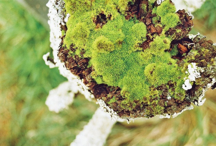 26387735815_979d63abb7_c