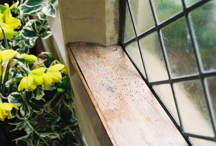 26755483175_067d7c85d6_c