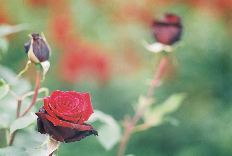 28143365236_95beb8a120_c