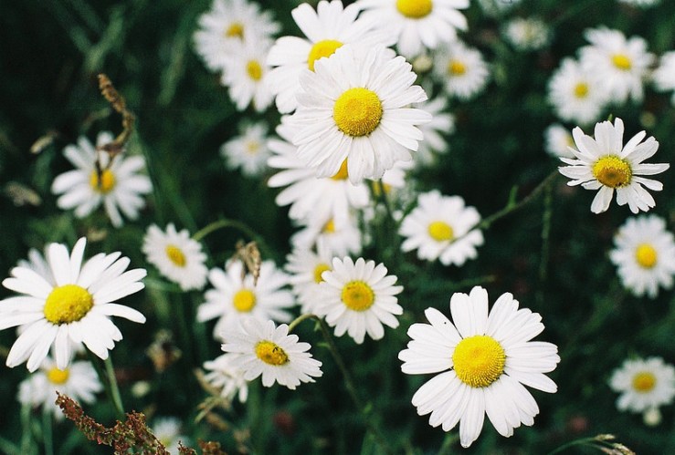 29311084691_b0a25282f3_c