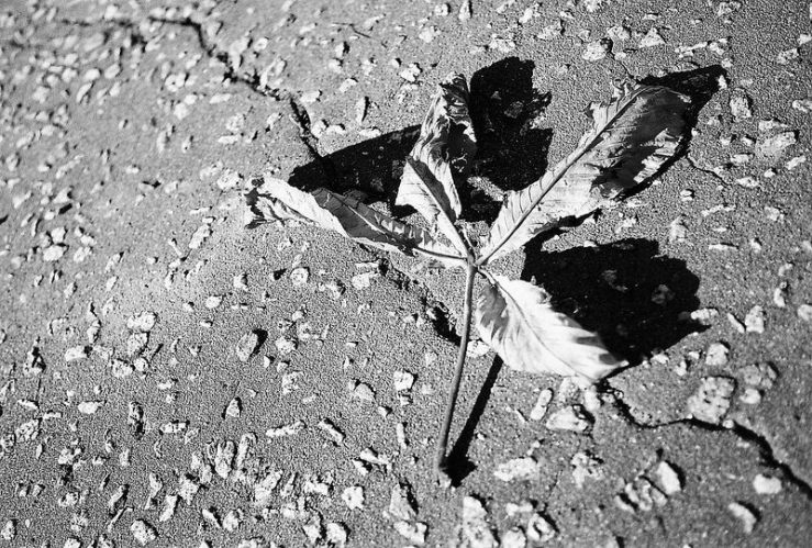 30471639655_af9b17ce0f_c