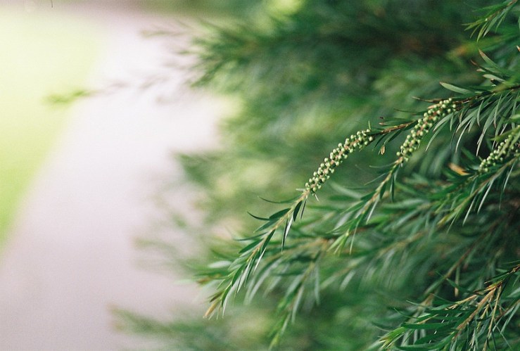 28099283881_876ec591b2_c