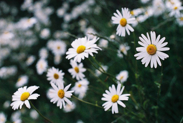 28768976183_6a32e331fb_c