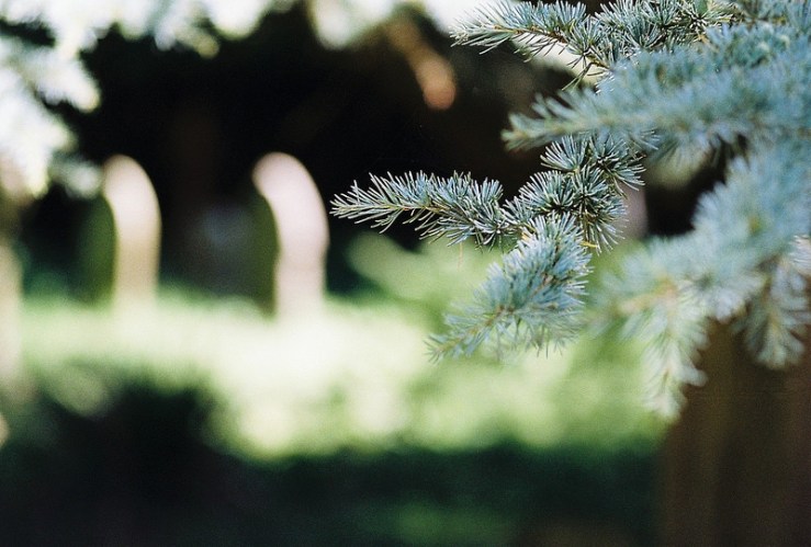 30712108091_8aa7f54cf0_c