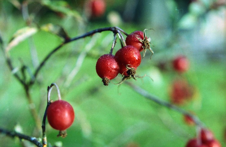 10087935323_f063eed8fa_c