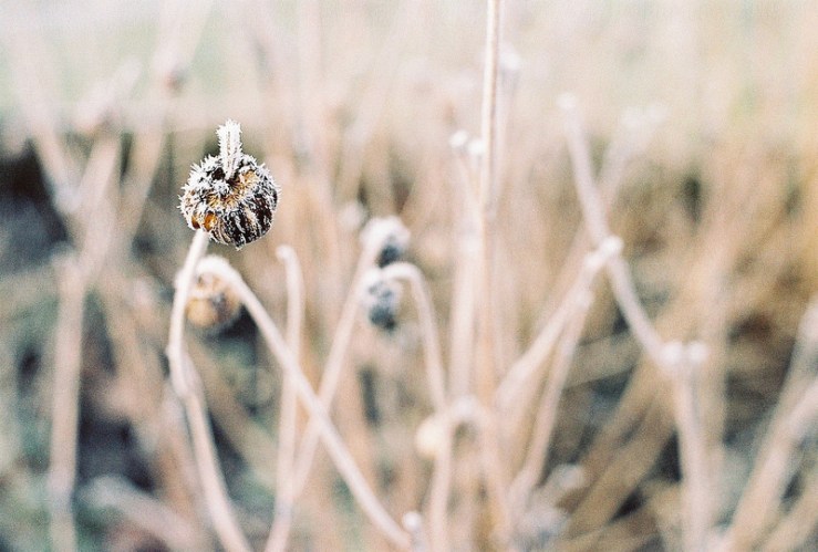 16421467442_9bcea1414b_c