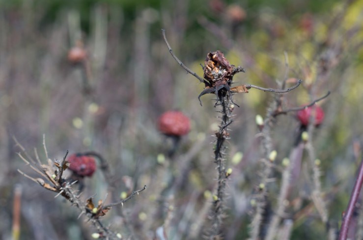 16795423492_208dacbf6f_b