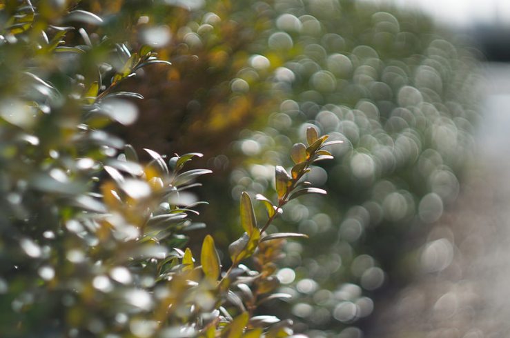 16846697429_cc4702b39f_c