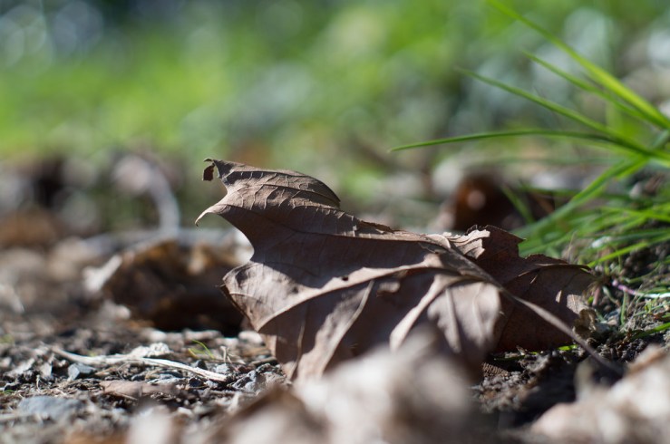 17027247180_d8ec6f500e_b