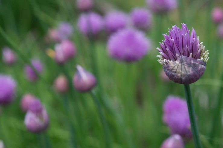 17431642943_e75e6ae597_b