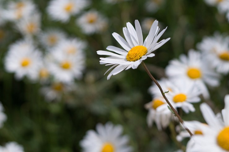 19479926028_2fe028397b_c