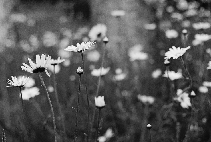 26874317114_ebba4b0b3f_c