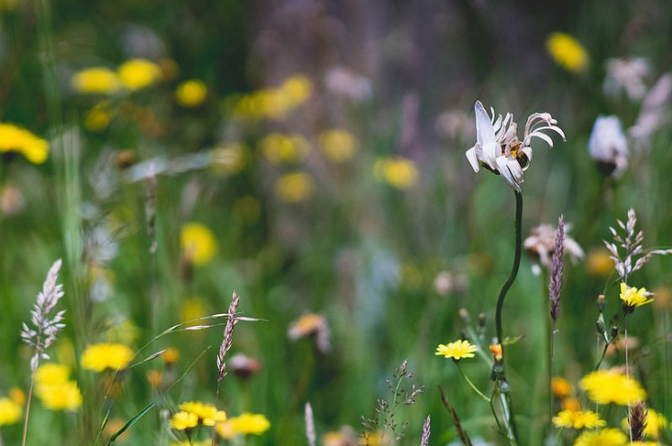 31382935803_71a038406c_c