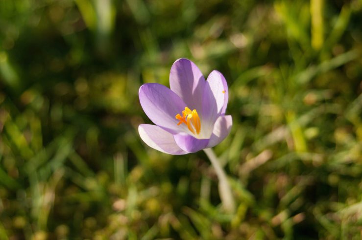 32239366283_889e057a1c_b