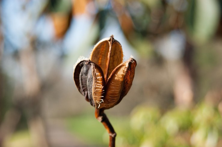 32504362950_a034c7ff9f_b