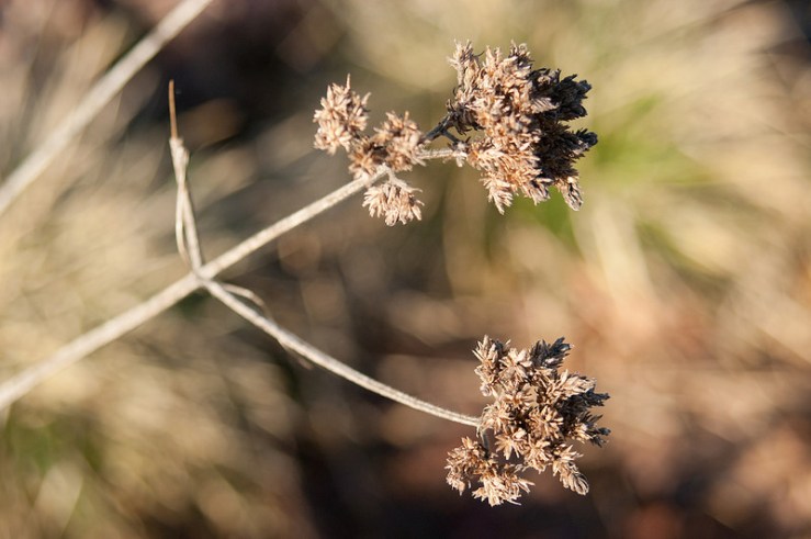 32507779175_9a6faed739_c