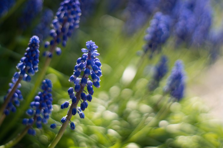 17019530027_1fe1a026c2_b