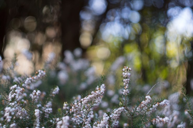 17032914765_410a101caa_b