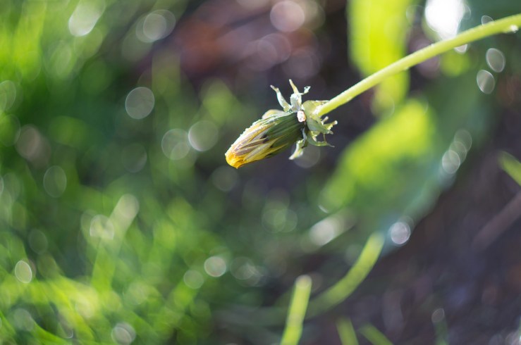 17315839355_ab659c4b62_b