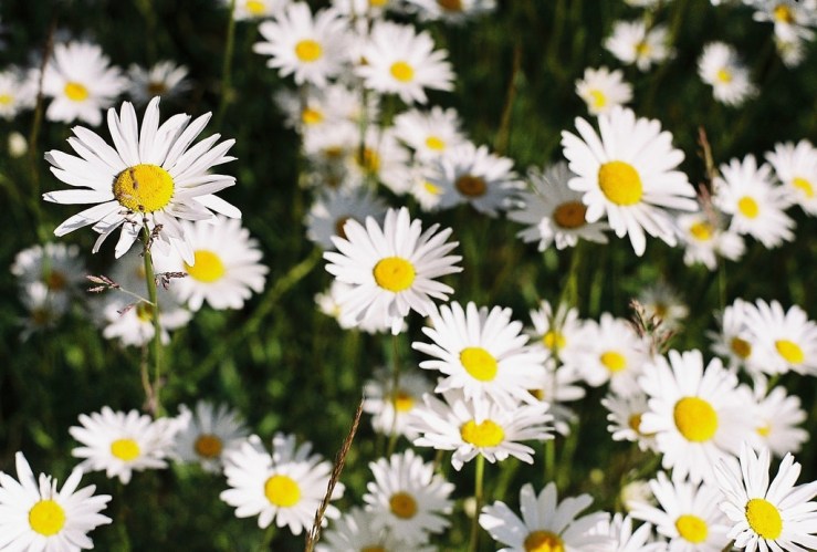 18776560278_25beabd0d1_b