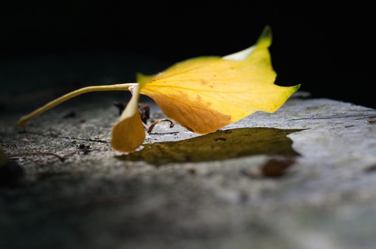 19307986801_fee8ddce09_b