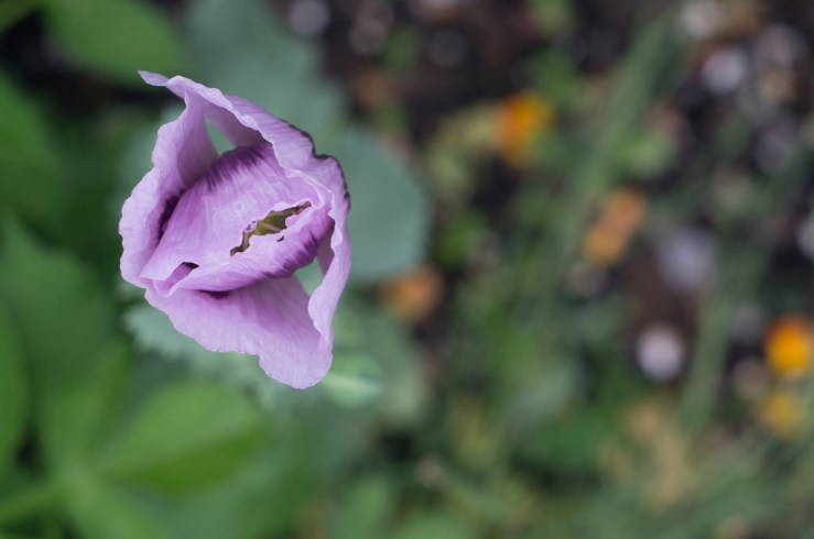 19719022272_9bb9a36fd6_b