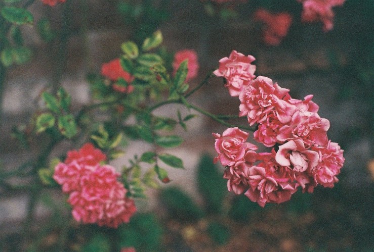 20333941678_e6a63796a1_b