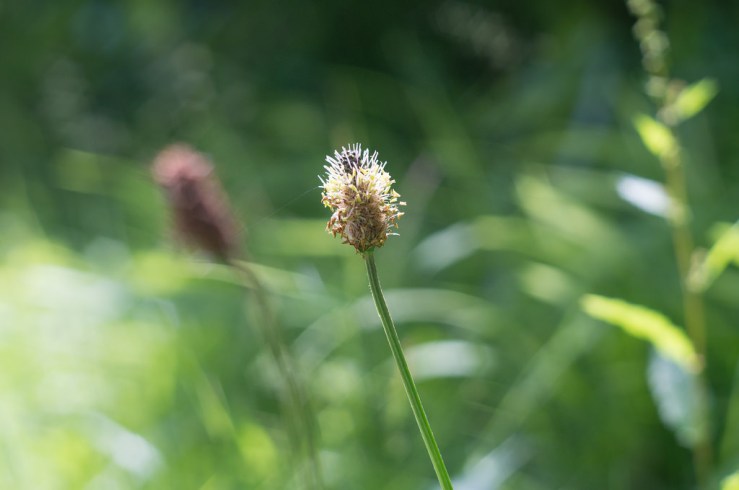 27308027103_89ab6988b8_b