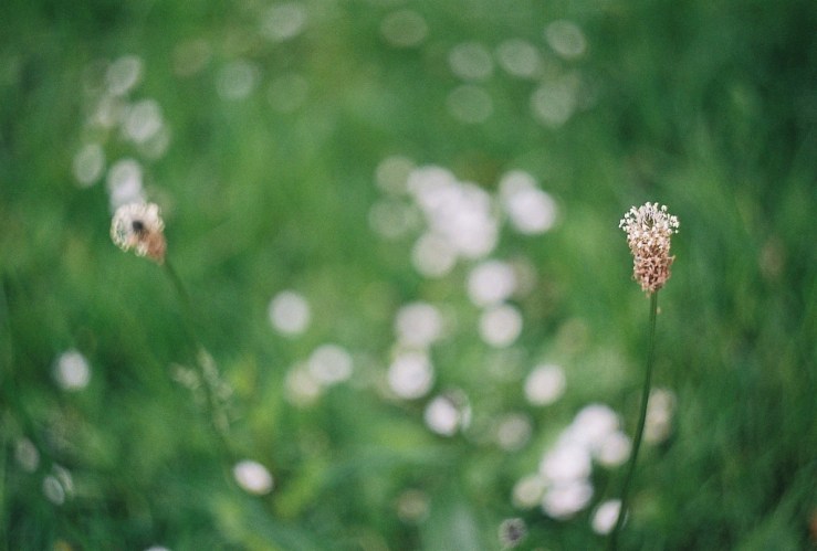 27814793221_6842da47c3_b