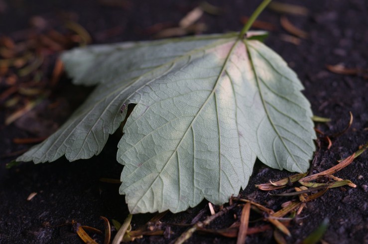 27827167956_cf8225b583_b