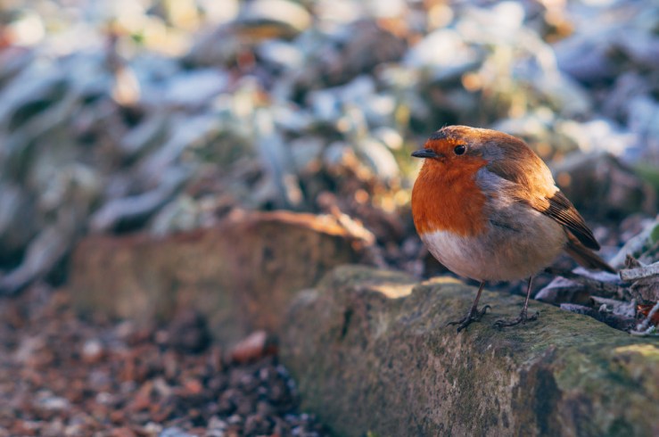 31675820213_97a50dbdeb_b