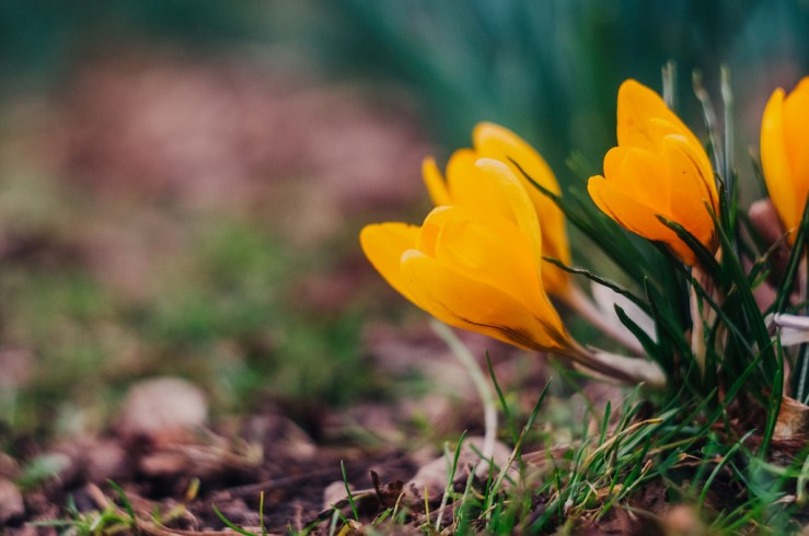 32223255493_db7cbb74e8_b