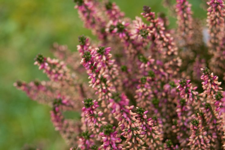 32288122114_876c9ef1fa_b1