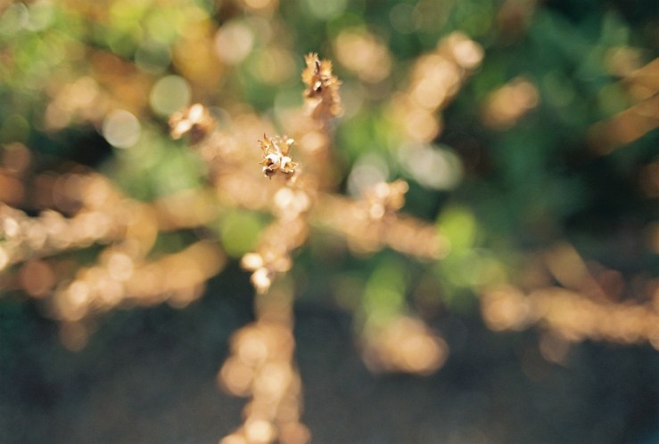 32288917785_6d9024be47_b