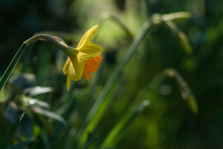 32581497834_887f553467_b