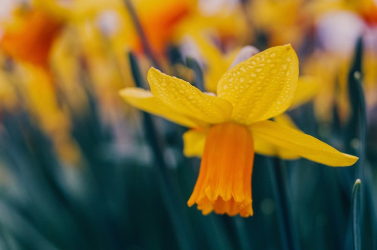 32588078103_2bae5fa1e2_b