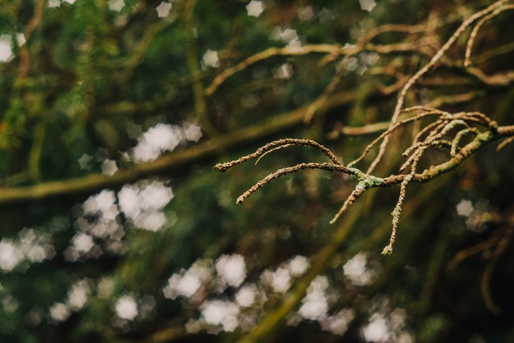 33297279721_76fcc4805f_b