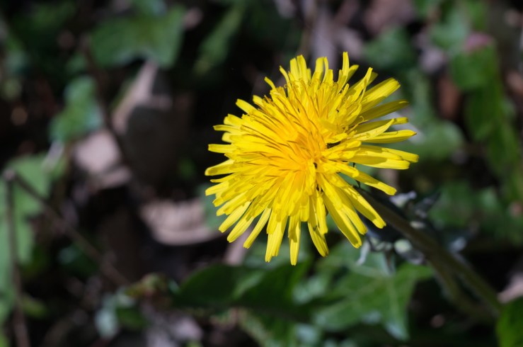 33303045870_9027b77588_b