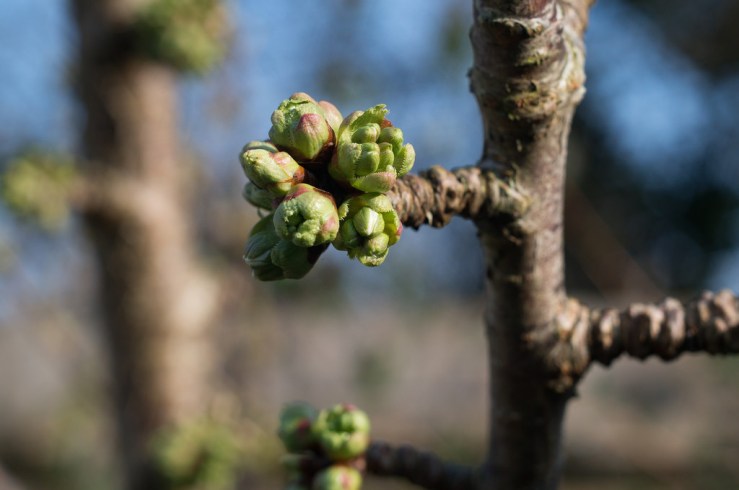 33472398822_eeffa2491f_b