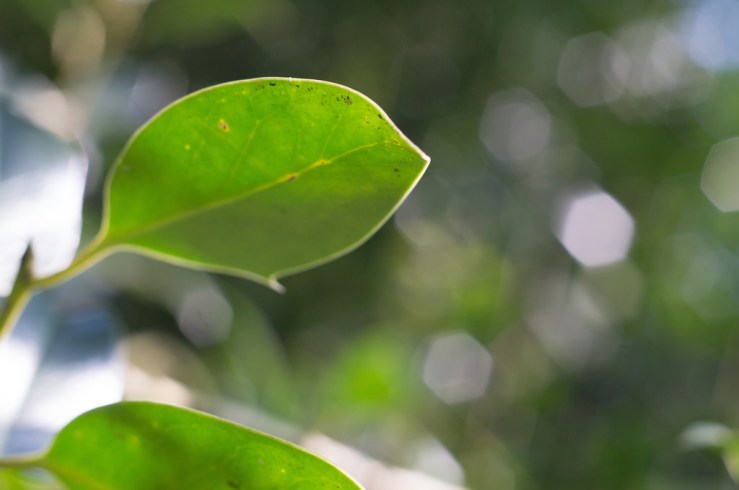 33595384311_a781e0183e_b