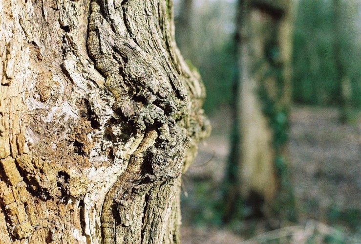 16710510836_7bf4148f3d_b