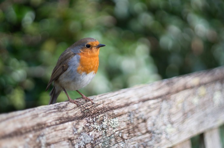 17058154945_3a8bd1351c_b