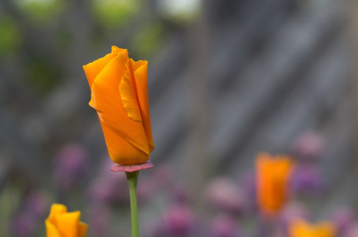 18769401342_3d4cfa01fa_b