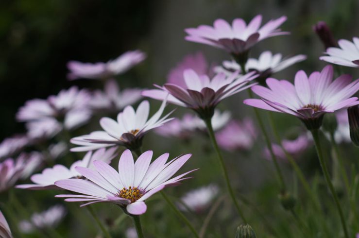 18994504580_317d0aa970_b